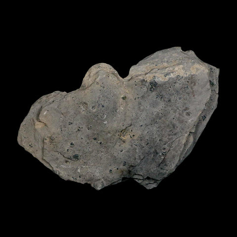 XL 1.5" Elrathia Kingi Trilobite Fossil In Matrix House Range Utah Cambrian Age COA - Fossil Age Minerals