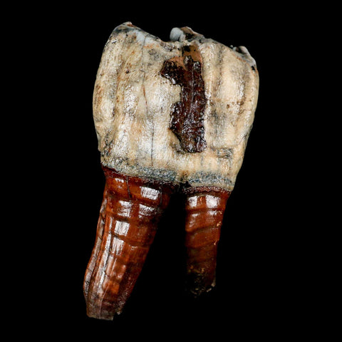 4.3" Woolly Rhinoceros Fossil Rooted Tooth Pleistocene Age Megafauna Russia COA - Fossil Age Minerals