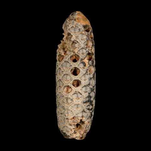 XXL 2.5" Fossil Pine Cone Equicalastrobus Replaced By Agate Eocene Age Seeds Fruit