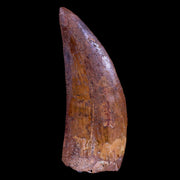 2.9" Carcharodontosaurus Fossil Tooth Cretaceous Theropod Dinosaur Stand, COA