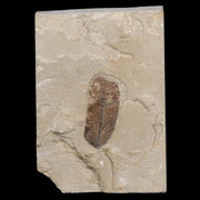 1.1" Caesalpinia Pecorae Divi Divi Trees Fossil Plant Leaf Eocene Age Uintah Utah