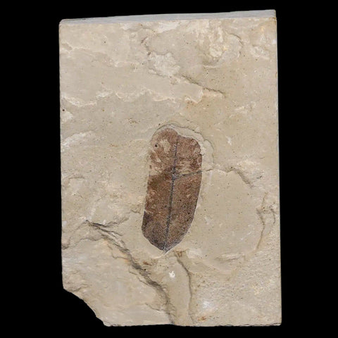 1.1" Caesalpinia Pecorae Divi Divi Trees Fossil Plant Leaf Eocene Age Uintah Utah - Fossil Age Minerals
