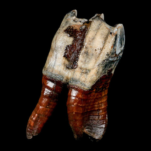 4.3" Woolly Rhinoceros Fossil Rooted Tooth Pleistocene Age Megafauna Russia COA - Fossil Age Minerals