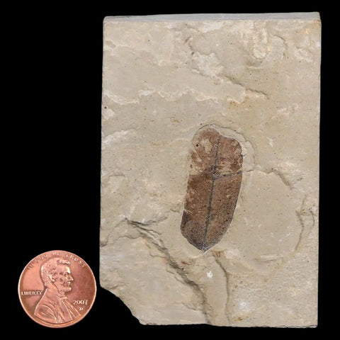 1.1" Caesalpinia Pecorae Divi Divi Trees Fossil Plant Leaf Eocene Age Uintah Utah - Fossil Age Minerals