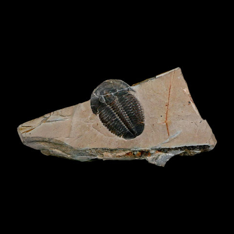 XL 1.5" Elrathia Kingi Trilobite Fossil In Matrix House Range Utah Cambrian Age COA - Fossil Age Minerals