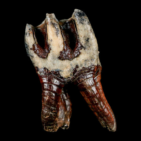 4.3" Woolly Rhinoceros Fossil Rooted Tooth Pleistocene Age Megafauna Russia COA - Fossil Age Minerals