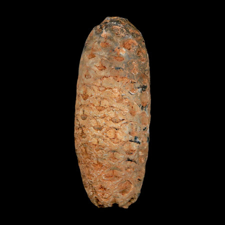XL 2.2" Fossil Pine Cone Equicalastrobus Replaced By Agate Eocene Age Seeds Fruit