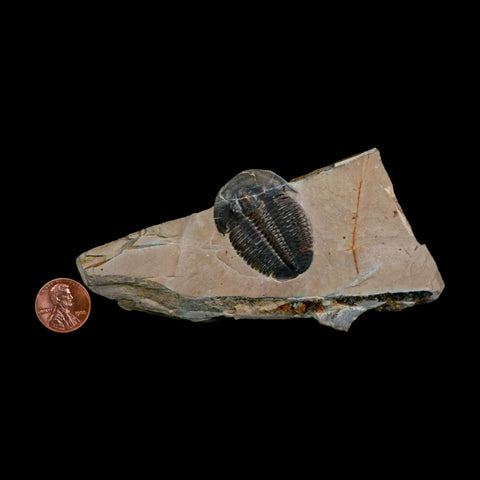 XL 1.5" Elrathia Kingi Trilobite Fossil In Matrix House Range Utah Cambrian Age COA - Fossil Age Minerals