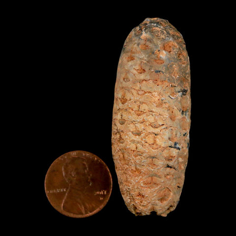 XL 2.2" Fossil Pine Cone Equicalastrobus Replaced By Agate Eocene Age Seeds Fruit