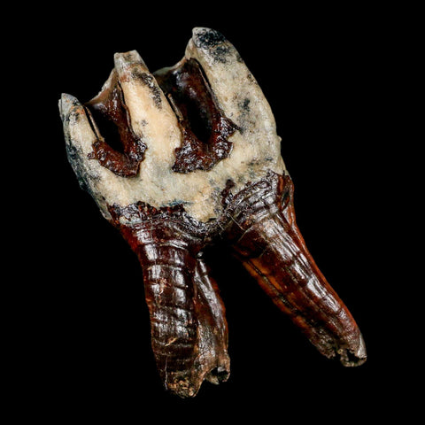 4.3" Woolly Rhinoceros Fossil Rooted Tooth Pleistocene Age Megafauna Russia COA - Fossil Age Minerals