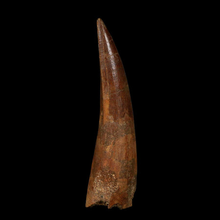 XL 3.9" Spinosaurus Fossil Tooth 100 Million Years Old Cretaceous Dinosaur COA