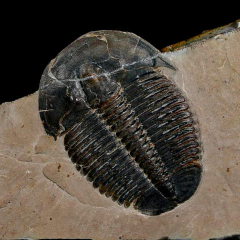 XL 1.5" Elrathia Kingi Trilobite Fossil In Matrix House Range Utah Cambrian Age COA - Fossil Age Minerals