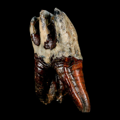 4.3" Woolly Rhinoceros Fossil Rooted Tooth Pleistocene Age Megafauna Russia COA - Fossil Age Minerals