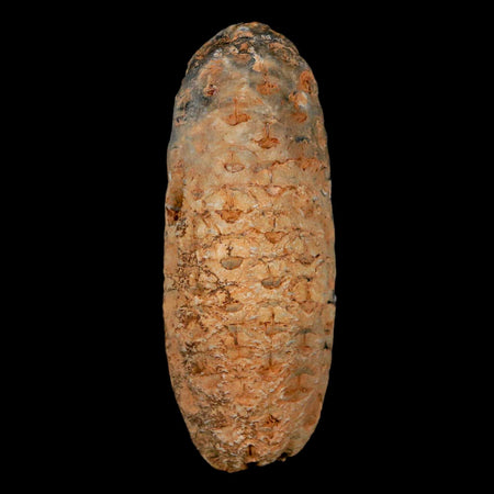 XL 2.2" Fossil Pine Cone Equicalastrobus Replaced By Agate Eocene Age Seeds Fruit