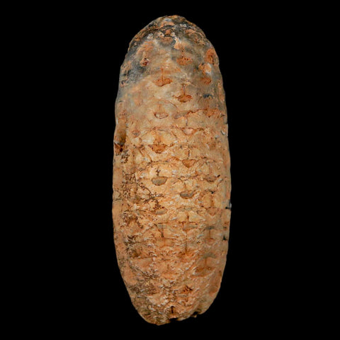 XL 2.2" Fossil Pine Cone Equicalastrobus Replaced By Agate Eocene Age Seeds Fruit