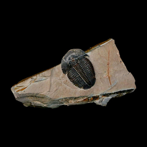 XL 1.5" Elrathia Kingi Trilobite Fossil In Matrix House Range Utah Cambrian Age COA - Fossil Age Minerals