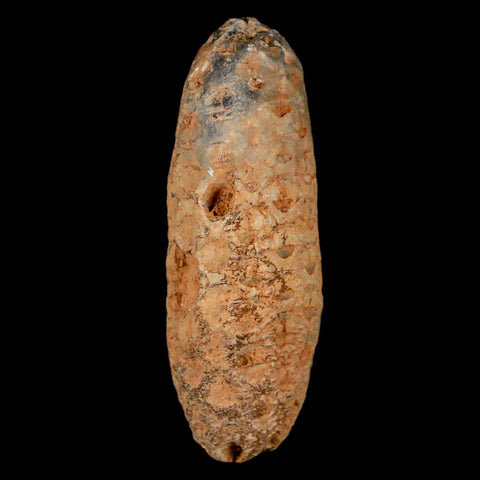 XL 2.2" Fossil Pine Cone Equicalastrobus Replaced By Agate Eocene Age Seeds Fruit