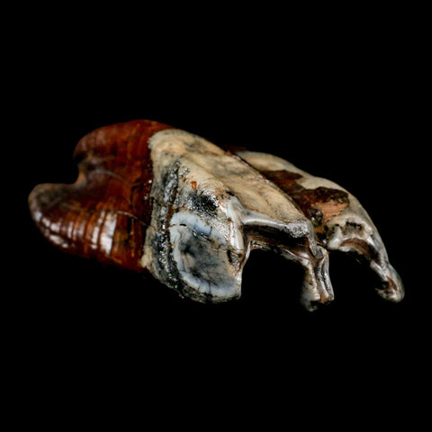 4.3" Woolly Rhinoceros Fossil Rooted Tooth Pleistocene Age Megafauna Russia COA - Fossil Age Minerals