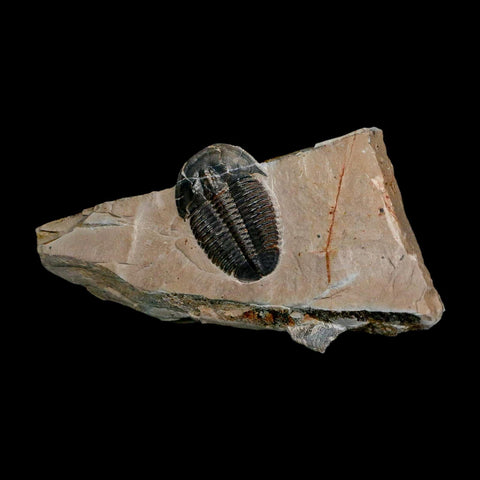 XL 1.5" Elrathia Kingi Trilobite Fossil In Matrix House Range Utah Cambrian Age COA - Fossil Age Minerals