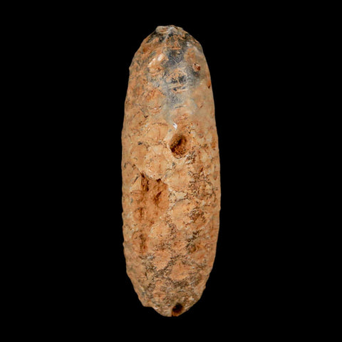 XL 2.2" Fossil Pine Cone Equicalastrobus Replaced By Agate Eocene Age Seeds Fruit