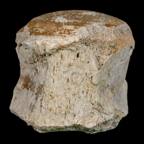 2.6" Brontothere Fossil Vertebrae Bone Eocene Age Badlands S Dakota Titanothere COA - Fossil Age Minerals