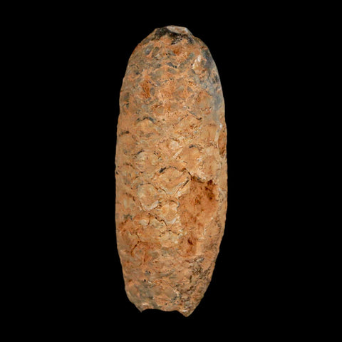XL 2.2" Fossil Pine Cone Equicalastrobus Replaced By Agate Eocene Age Seeds Fruit