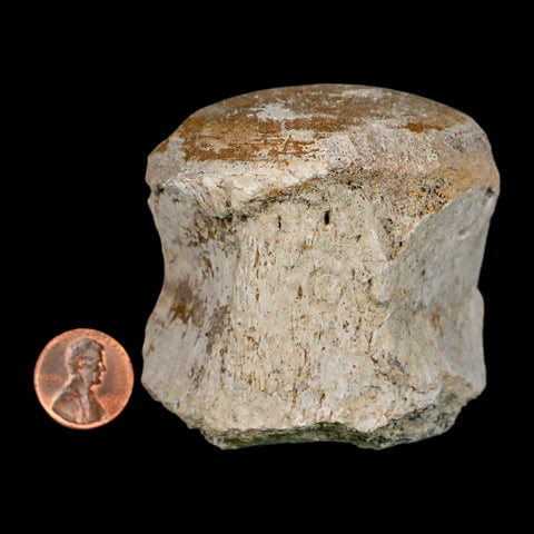 2.6" Brontothere Fossil Vertebrae Bone Eocene Age Badlands S Dakota Titanothere COA - Fossil Age Minerals