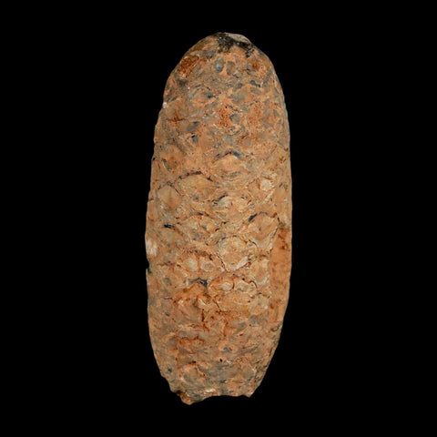 XL 2.2" Fossil Pine Cone Equicalastrobus Replaced By Agate Eocene Age Seeds Fruit