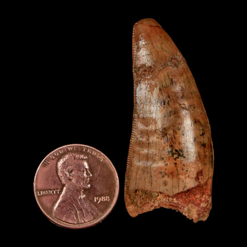 1.8" Carcharodontosaurus Fossil Tooth Cretaceous Dinosaur Morocco COA Stand