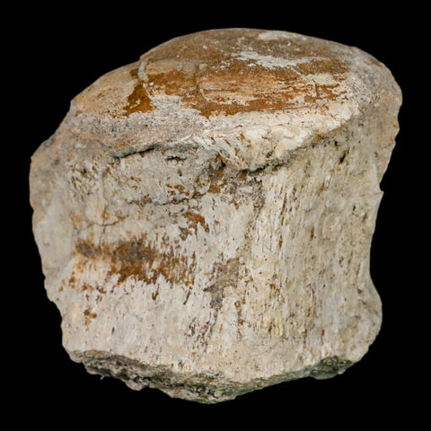 2.6" Brontothere Fossil Vertebrae Bone Eocene Age Badlands S Dakota Titanothere COA - Fossil Age Minerals