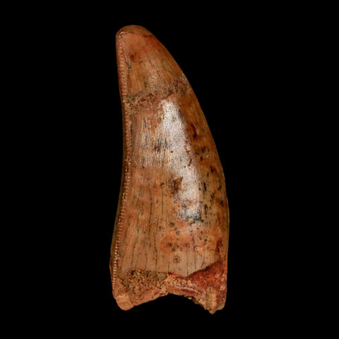 1.8" Carcharodontosaurus Fossil Tooth Cretaceous Dinosaur Morocco COA Stand