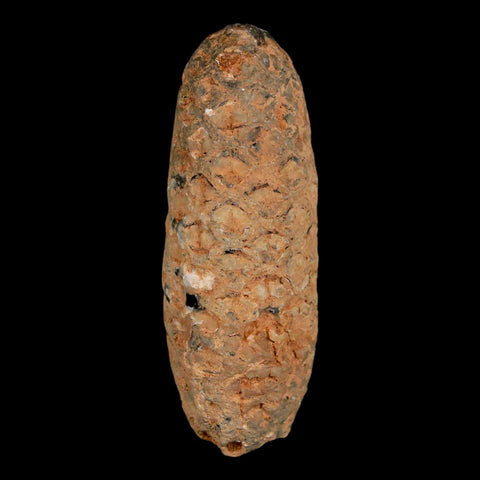 XL 2.2" Fossil Pine Cone Equicalastrobus Replaced By Agate Eocene Age Seeds Fruit