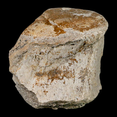 2.6" Brontothere Fossil Vertebrae Bone Eocene Age Badlands S Dakota Titanothere COA - Fossil Age Minerals