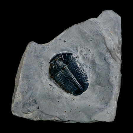 XL 1.6" Elrathia Kingi Trilobite Fossil In Matrix House Range Utah Cambrian Age COA