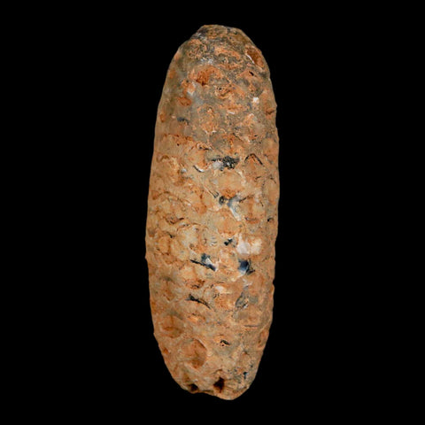 XL 2.2" Fossil Pine Cone Equicalastrobus Replaced By Agate Eocene Age Seeds Fruit