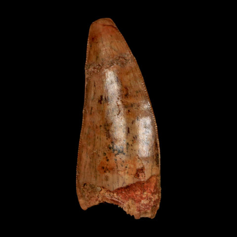 1.8" Carcharodontosaurus Fossil Tooth Cretaceous Dinosaur Morocco COA Stand