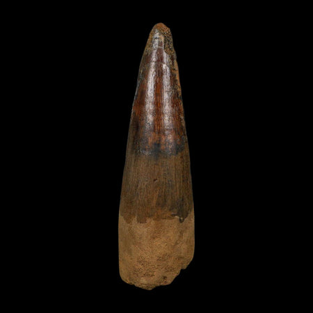 XL 3.4" Spinosaurus Fossil Tooth 100 Million Years Old Cretaceous Dinosaur COA