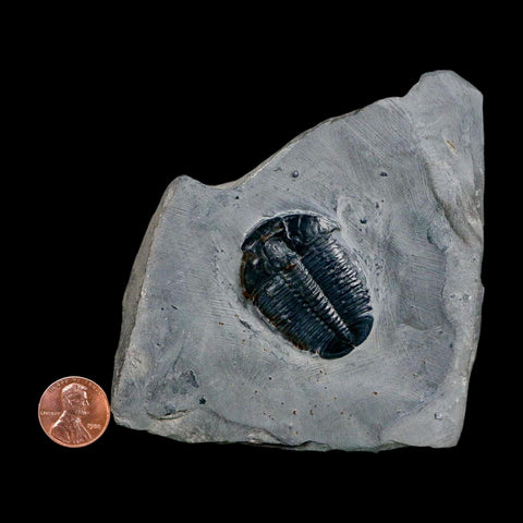 XL 1.6" Elrathia Kingi Trilobite Fossil In Matrix House Range Utah Cambrian Age COA - Fossil Age Minerals