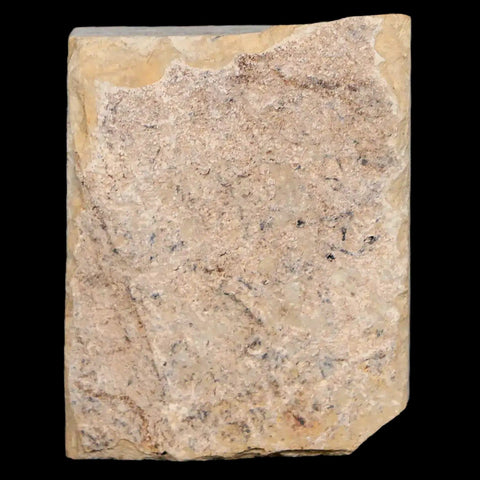 1.2" Caesalpinia Pecorae Divi Divi Trees Fossil Plant Leaf Eocene Age Uintah Utah - Fossil Age Minerals