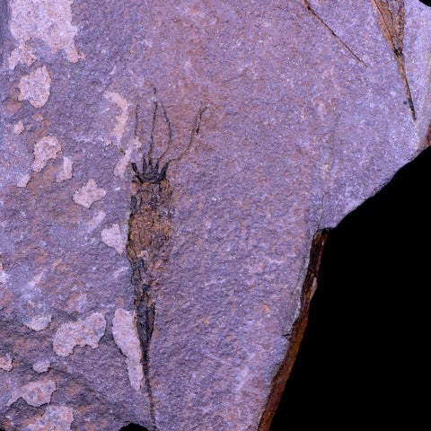 6.5" Ascocystitis Crinoid Stems Echinoderm Fossil Morality Plate Ordovician Age Stand - Fossil Age Minerals