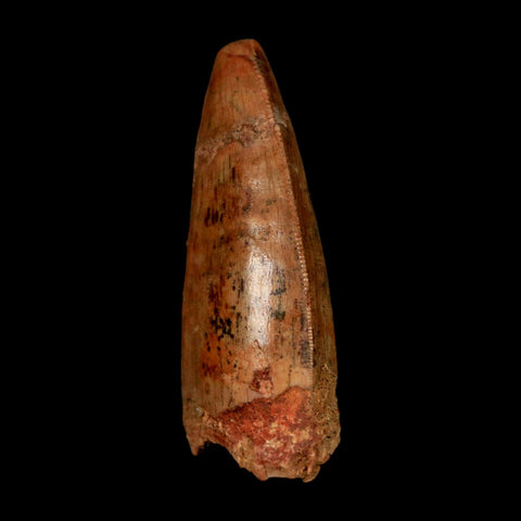 1.8" Carcharodontosaurus Fossil Tooth Cretaceous Dinosaur Morocco COA Stand