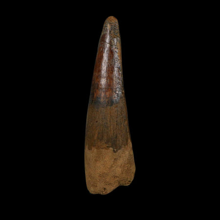 XL 3.4" Spinosaurus Fossil Tooth 100 Million Years Old Cretaceous Dinosaur COA