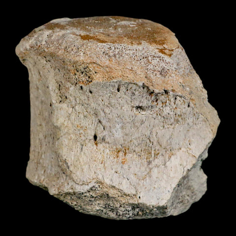 2.6" Brontothere Fossil Vertebrae Bone Eocene Age Badlands S Dakota Titanothere COA - Fossil Age Minerals