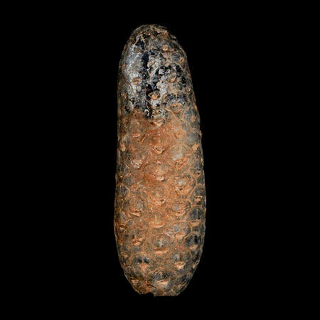 XL 2.3" Fossil Pine Cone Equicalastrobus Replaced By Agate Eocene Age Seeds Fruit