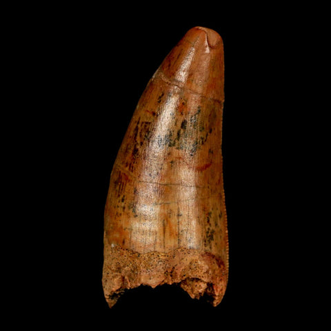 1.8" Carcharodontosaurus Fossil Tooth Cretaceous Dinosaur Morocco COA Stand