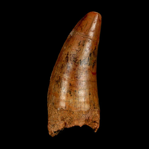 1.8" Carcharodontosaurus Fossil Tooth Cretaceous Dinosaur Morocco COA Stand