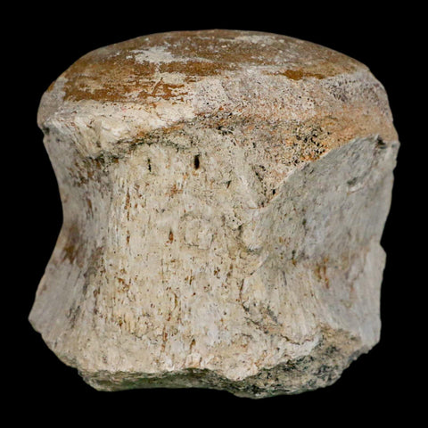 2.6" Brontothere Fossil Vertebrae Bone Eocene Age Badlands S Dakota Titanothere COA - Fossil Age Minerals