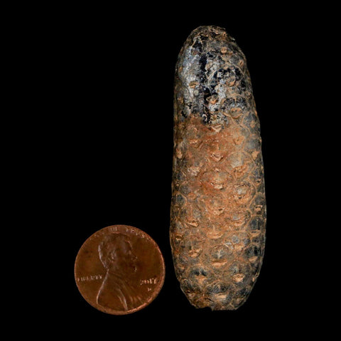 XL 2.3" Fossil Pine Cone Equicalastrobus Replaced By Agate Eocene Age Seeds Fruit