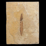 1.1" Detailed Cedrelospermum Nervosum Fossil Plant Leaf Eocene Age Green River UT