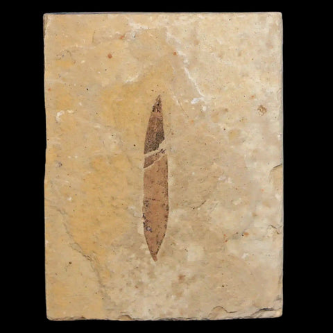 1.1" Detailed Cedrelospermum Nervosum Fossil Plant Leaf Eocene Age Green River UT - Fossil Age Minerals